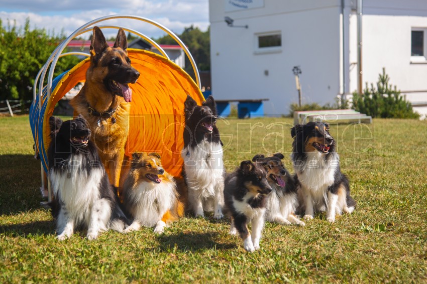 Jogis Hundeschule 078