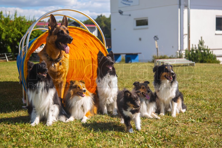 Jogis Hundeschule 079