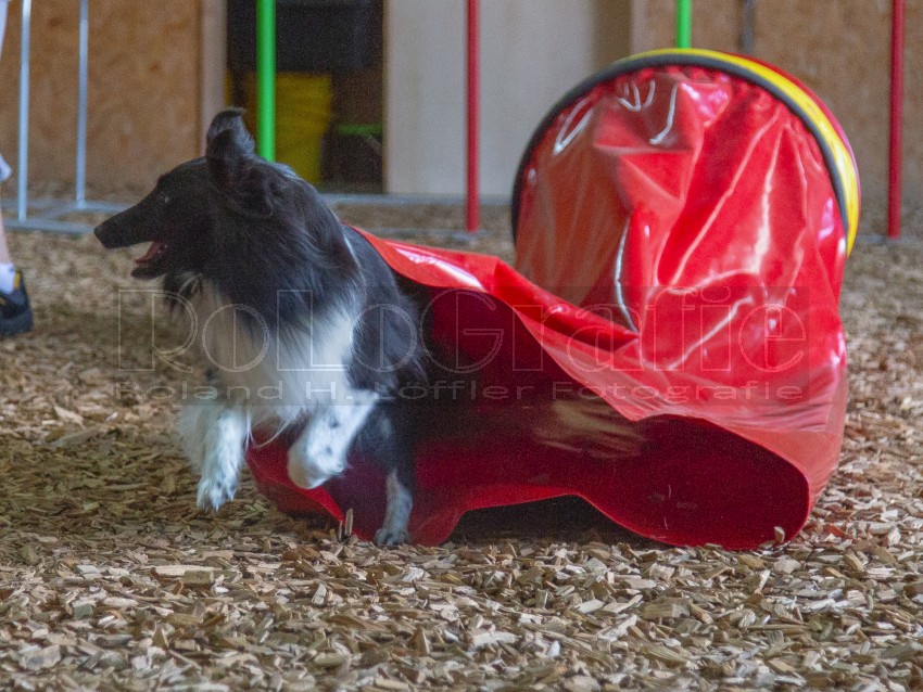 Jogis Hundeschule 089