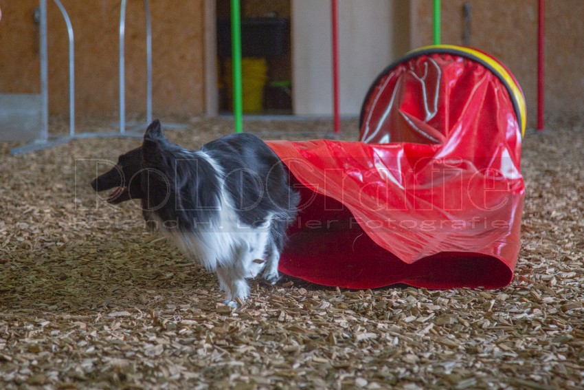 Jogis Hundeschule 090